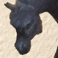 cavallo5